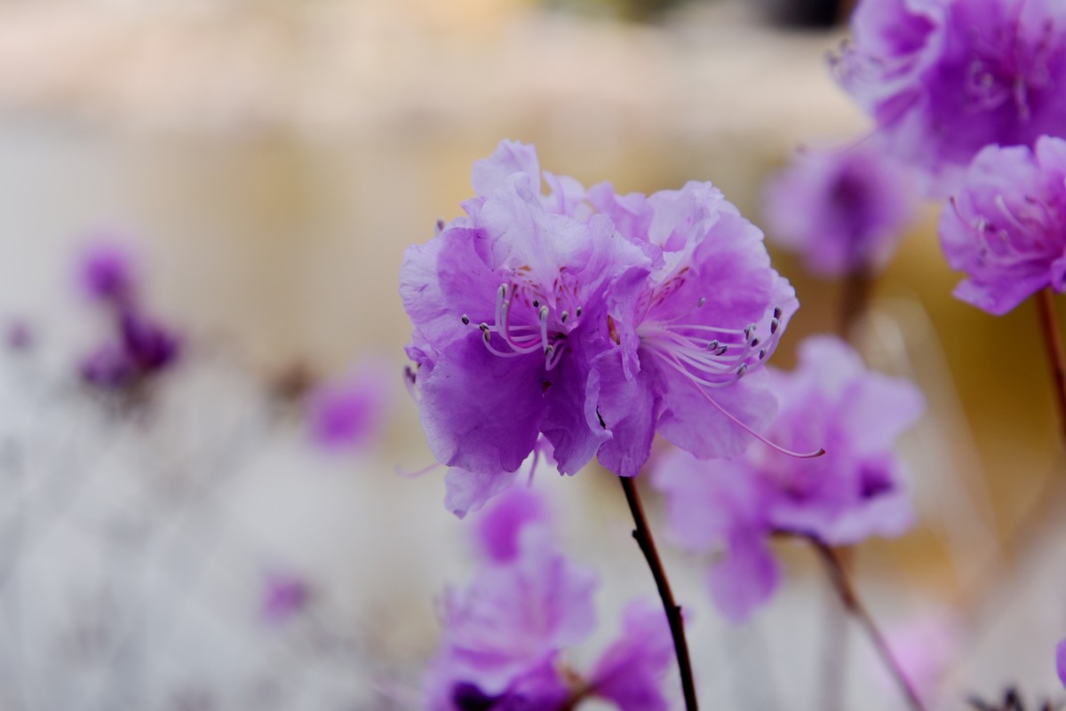 2025之春（十二）－ 杜鹃花（1）