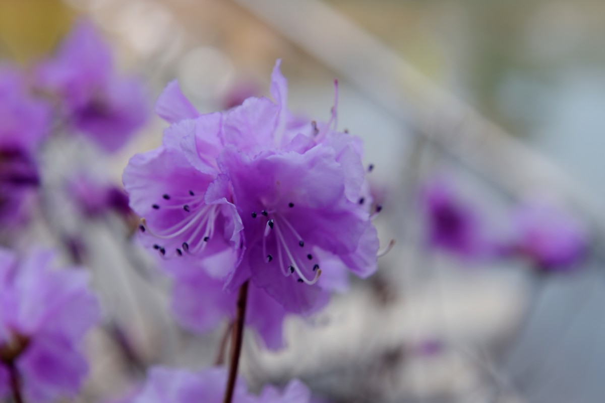 2025之春（十二）－ 杜鹃花（1）