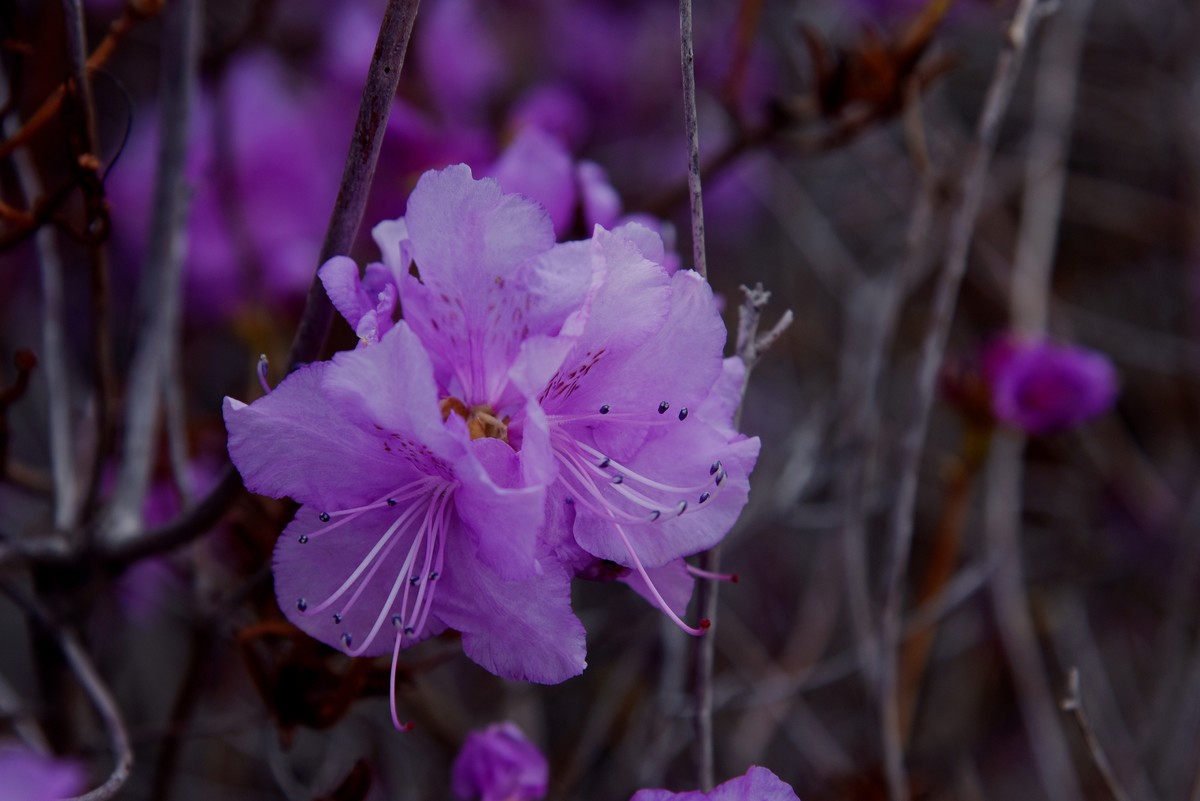 2025之春（十二）－ 杜鹃花（1）
