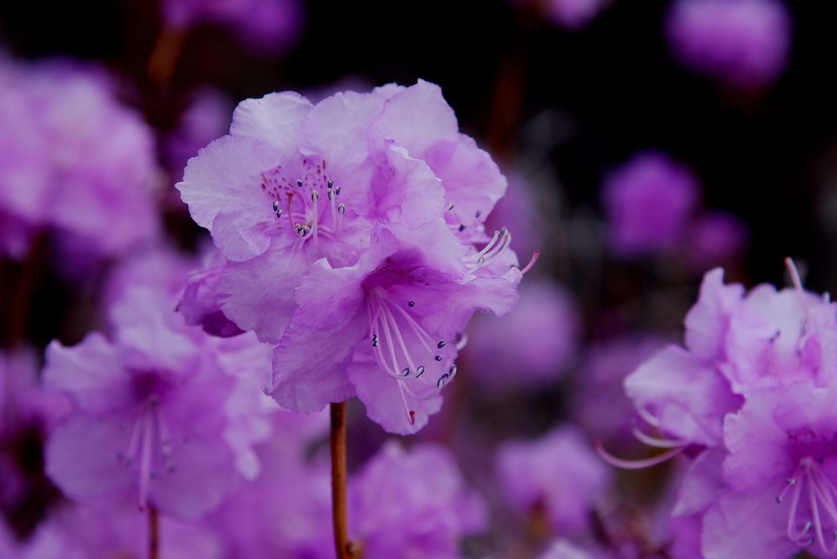 2025之春（十二）－ 杜鹃花（1）