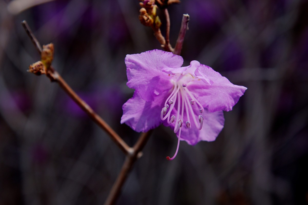 2025之春（十二）－ 杜鹃花（1）