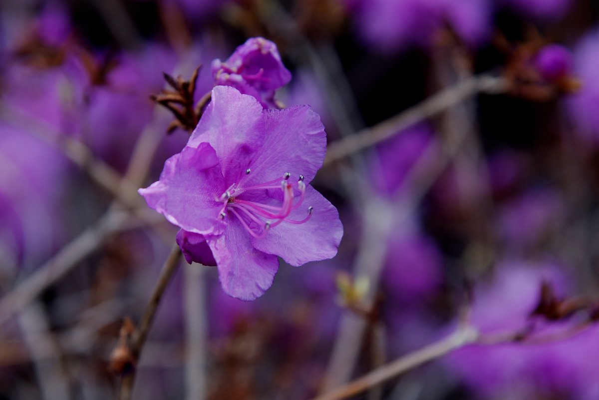 2025之春（十二）－ 杜鹃花（1）