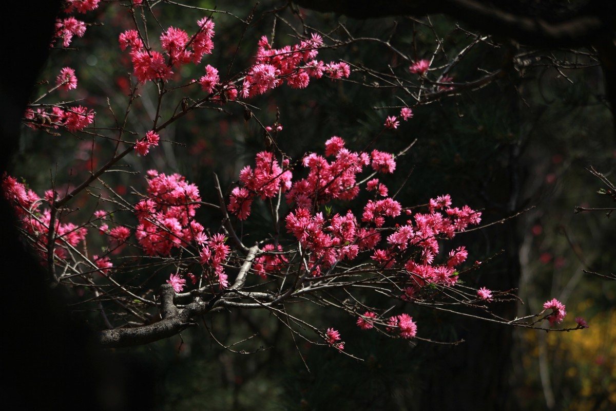 谷雨桃花红