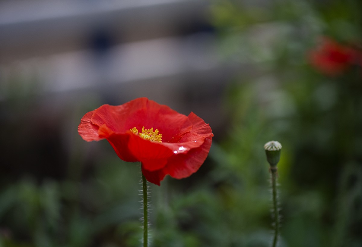 月季花与虞美人