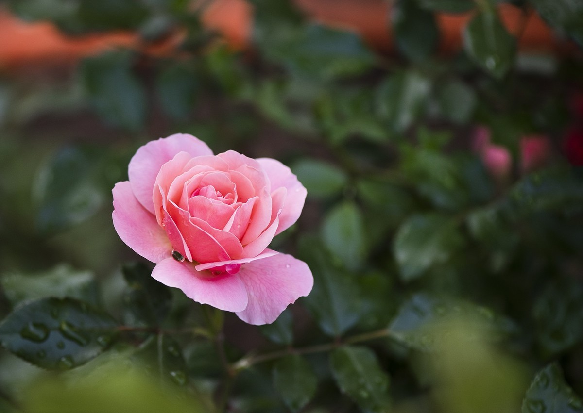 月季花与虞美人