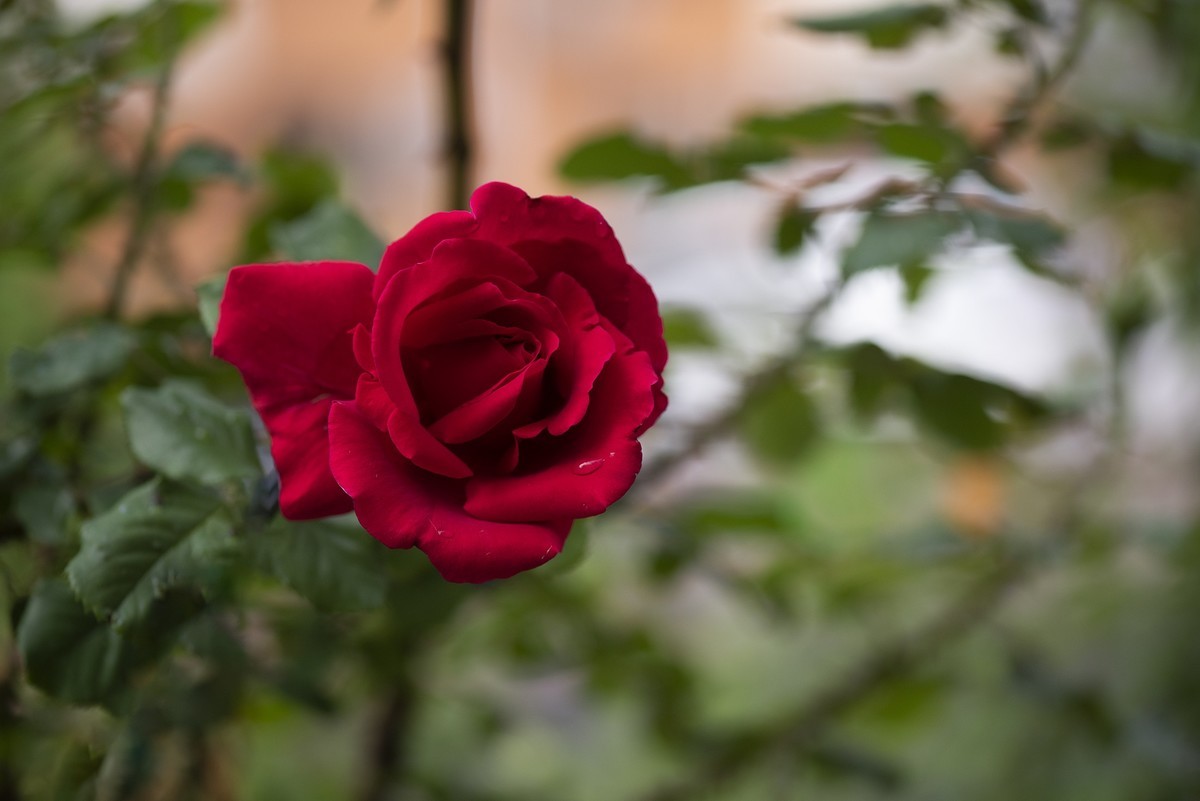 月季花与虞美人