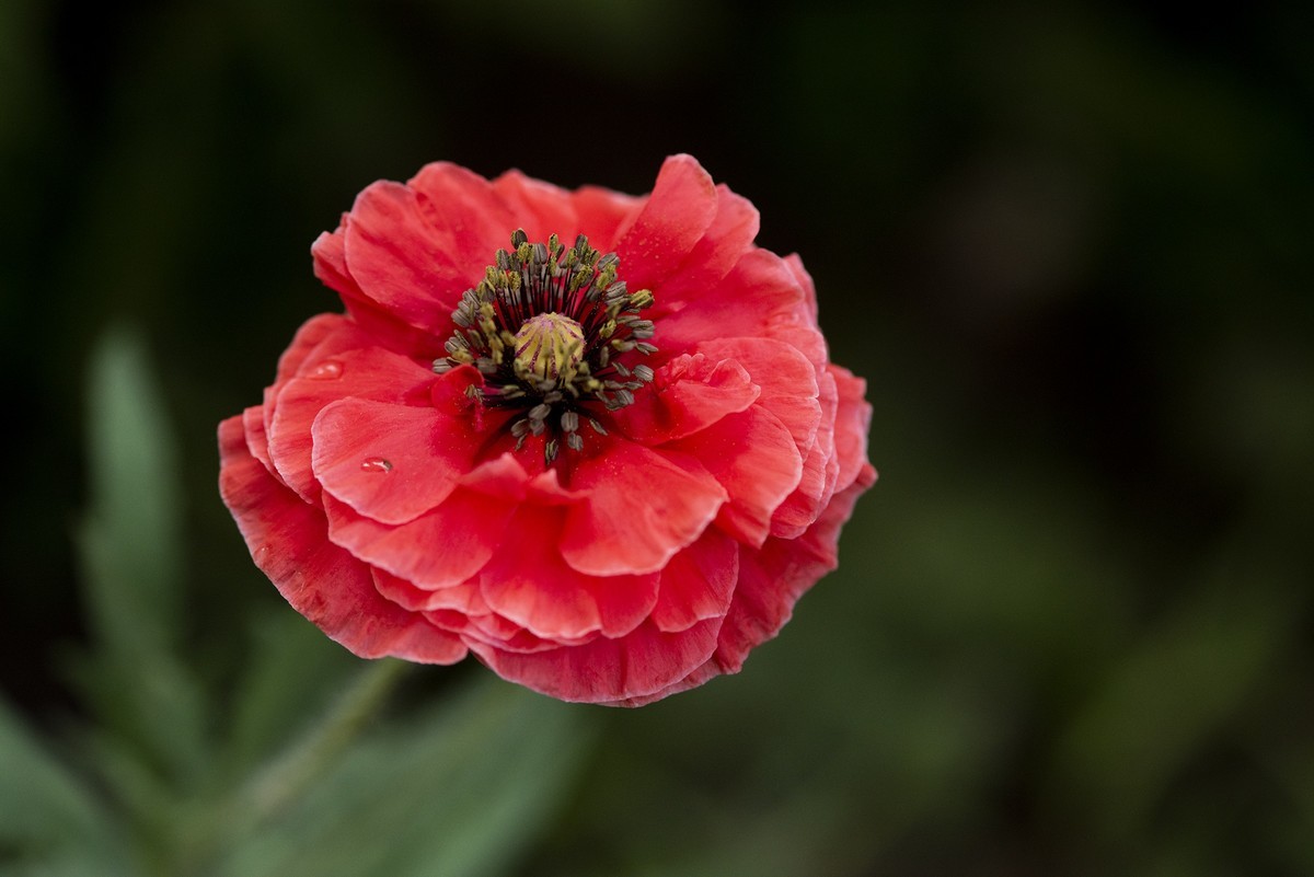 月季花与虞美人