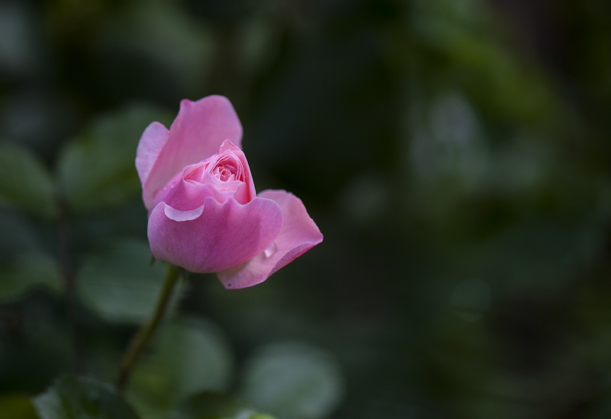月季花与虞美人