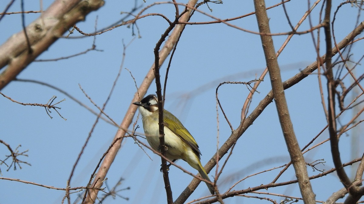 晴好…拿个p900s…县城闲逛〔续〕