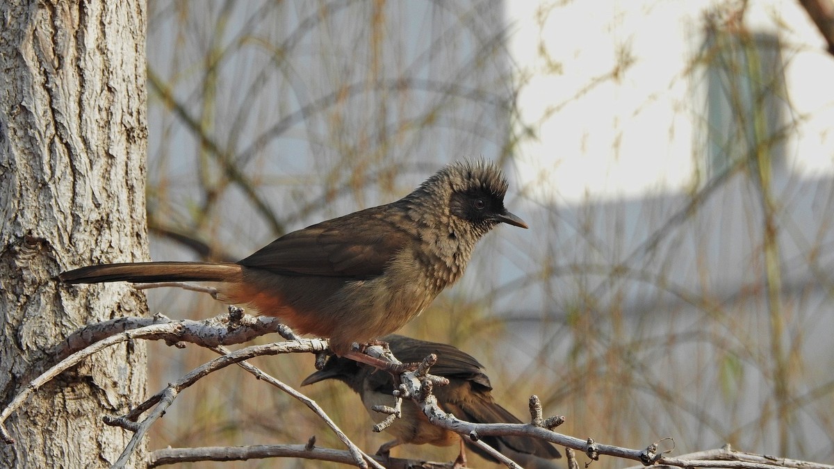 晴好…拿个p900s…县城闲逛〔续〕