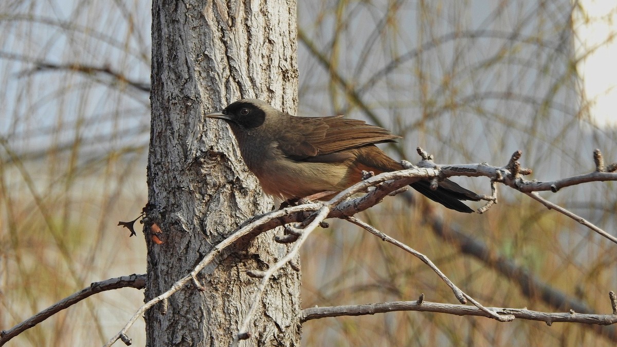 晴好…拿个p900s…县城闲逛〔续〕