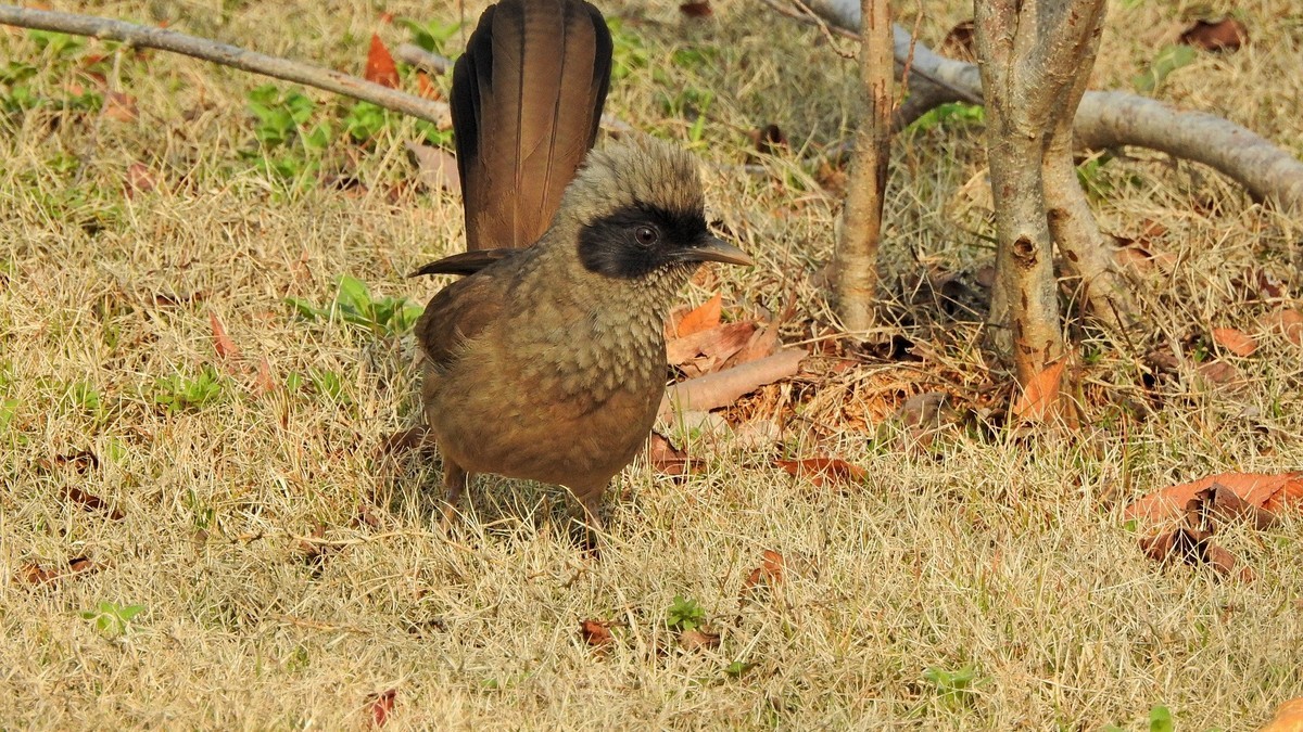 晴好…拿个p900s…县城闲逛〔续〕