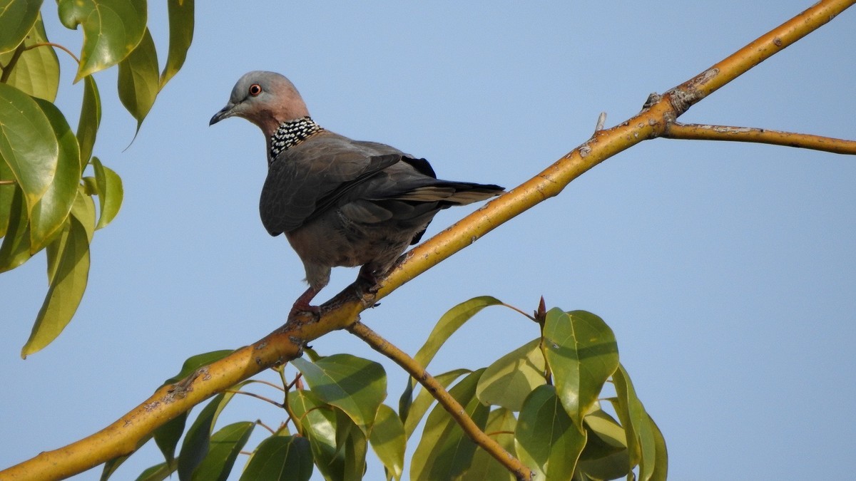 晴好…拿个p900s…县城闲逛〔续〕