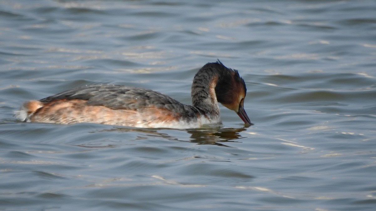 晴好…拿个p900s…县城闲逛〔续〕
