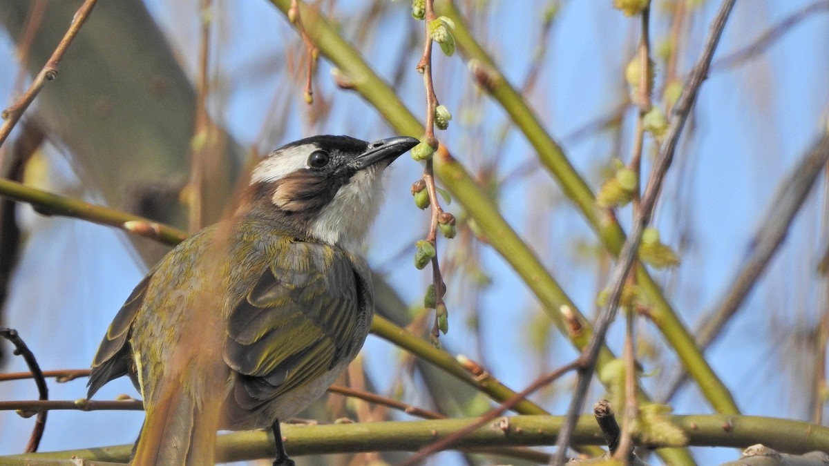 晴好…拿个p900s…县城闲逛〔续〕