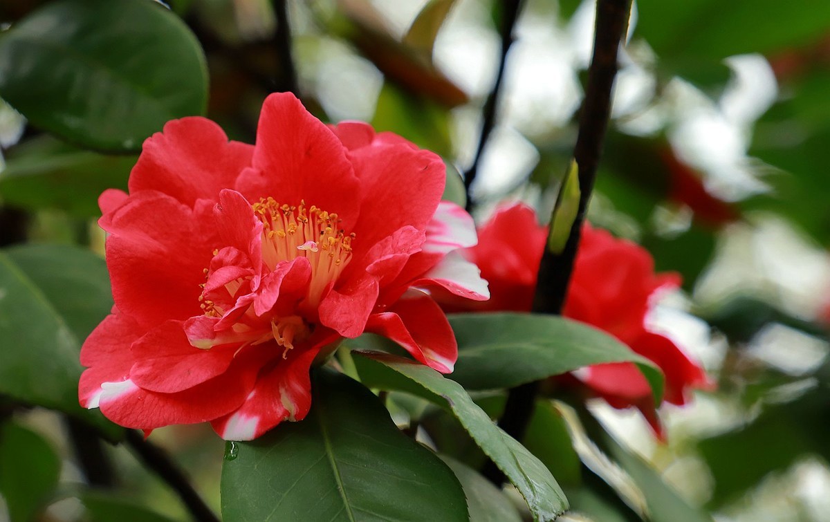 茶花7