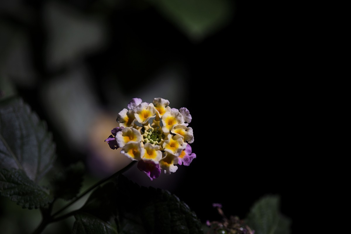 闪光灯下的五彩梅