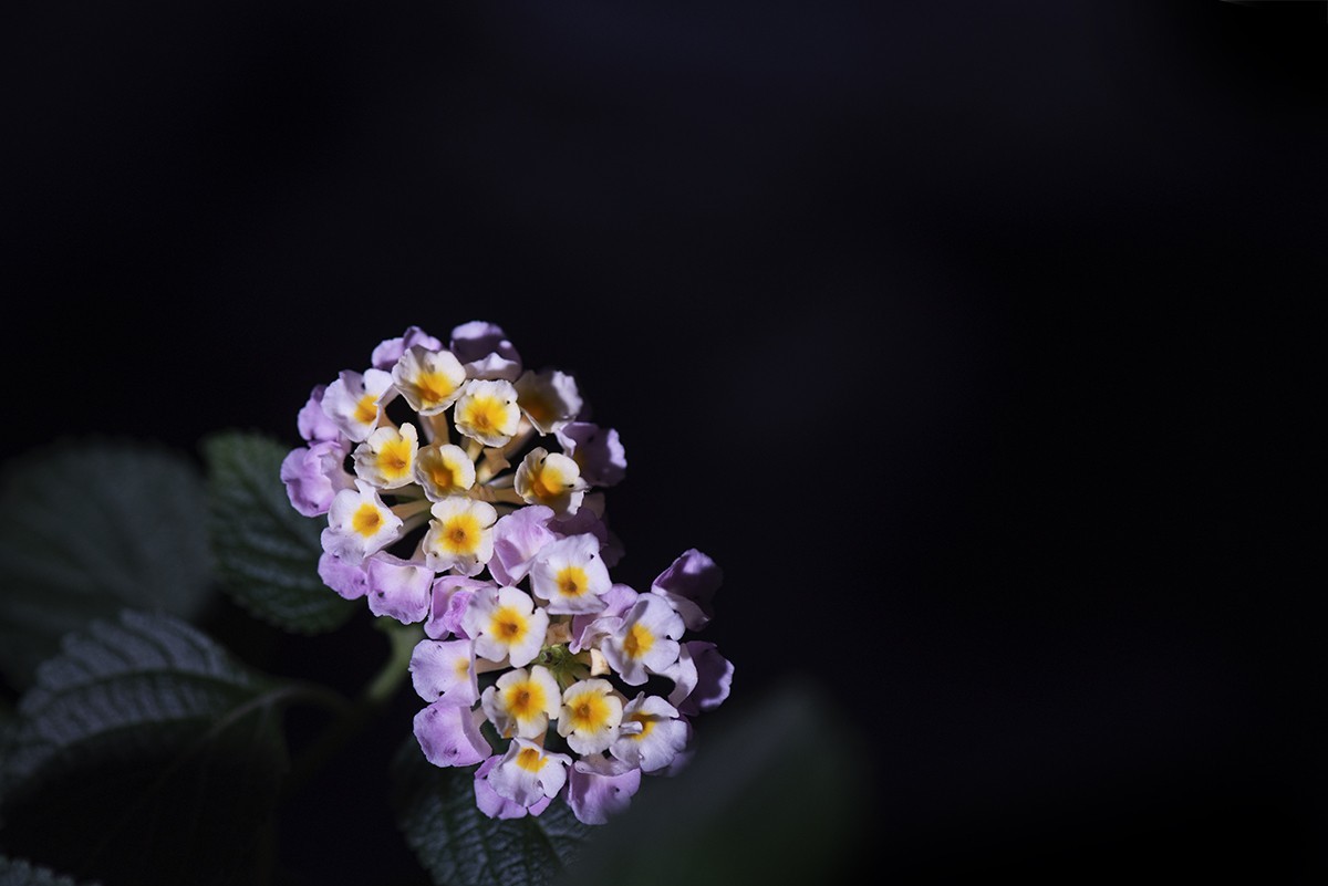 闪光灯下的五彩梅