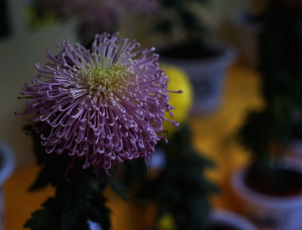 深秋的园林景观（太苦玛标头）