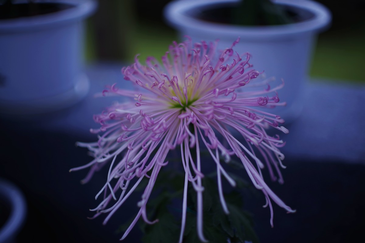 深秋的园林景观（太苦玛标头）