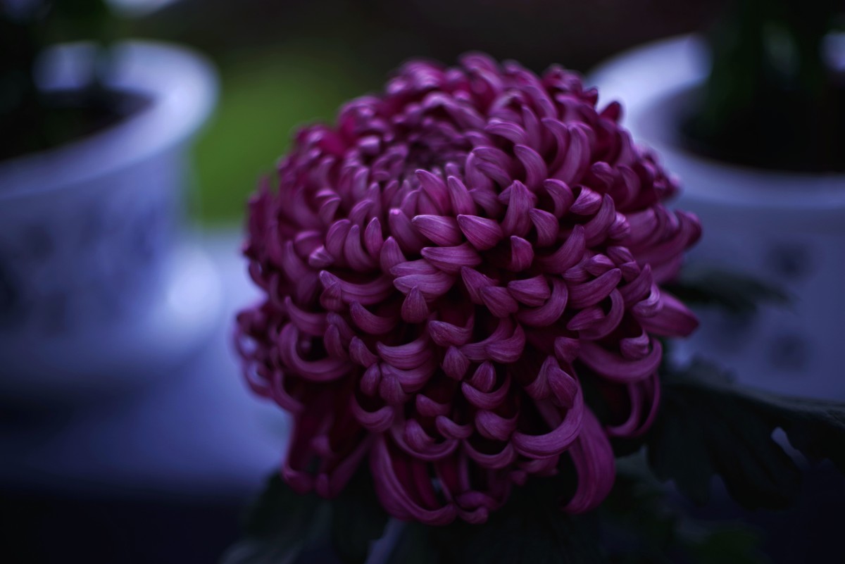 深秋的园林景观（太苦玛标头）