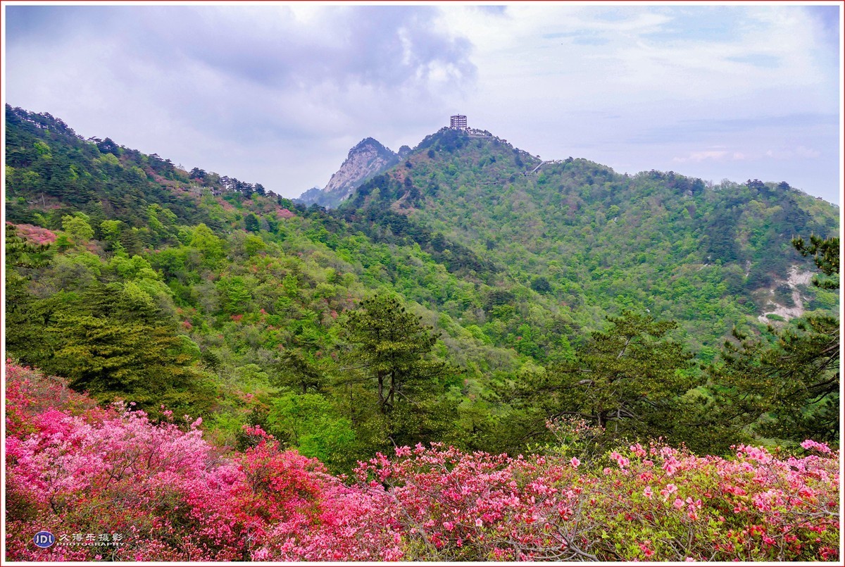 2021年龟峰山花期图片