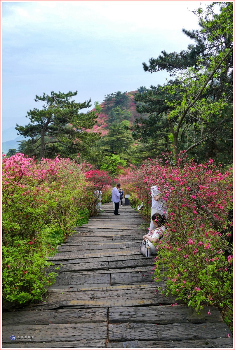 2024-(132)麻城龟峰山杜鹃花海(八)