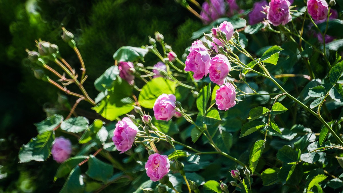 五 月 的 蔷 薇  ( 二 ）