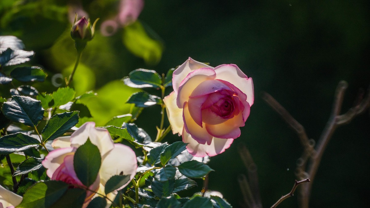 五 月 的 蔷 薇  ( 二 ）