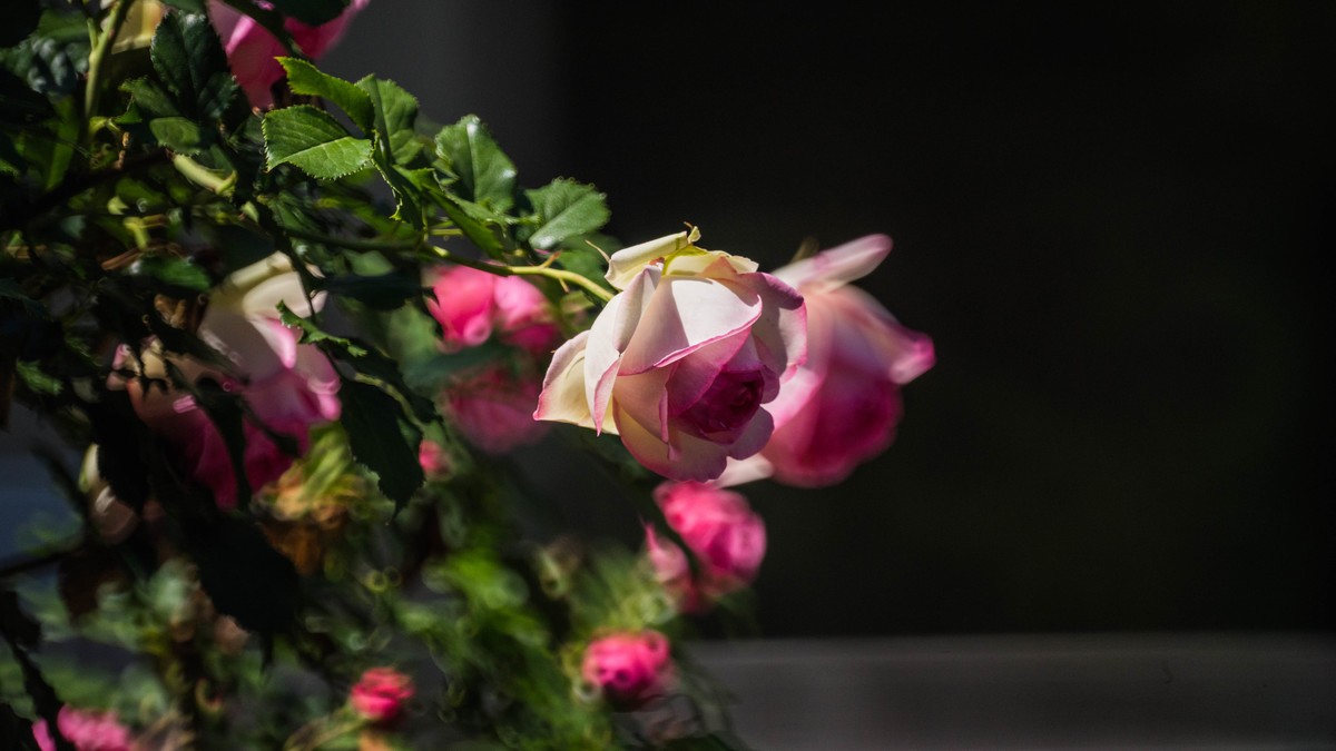 五 月 的 蔷 薇  ( 二 ）