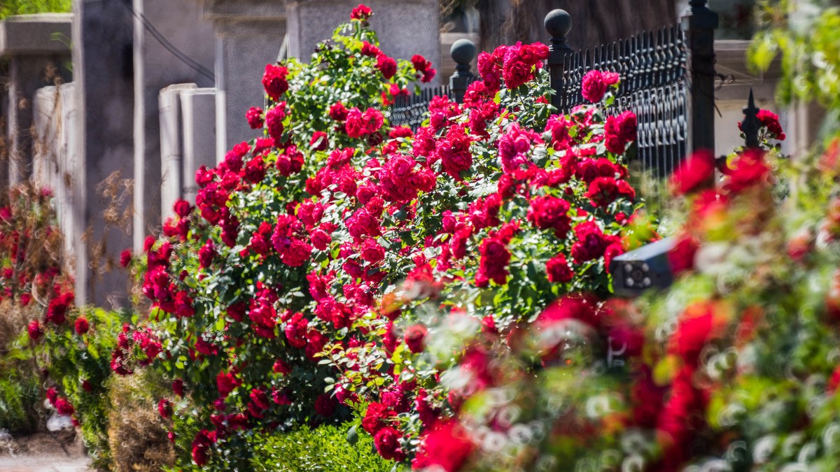 五 月 的 蔷 薇  ( 二 ）