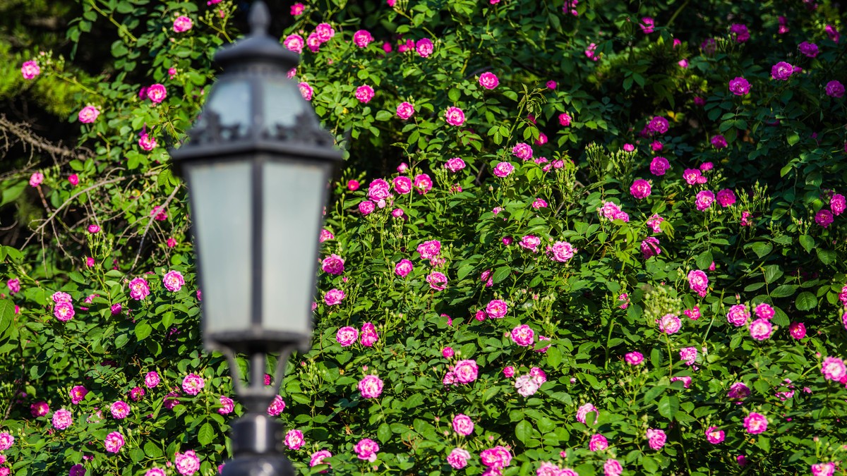 五 月 的 蔷 薇  ( 二 ）