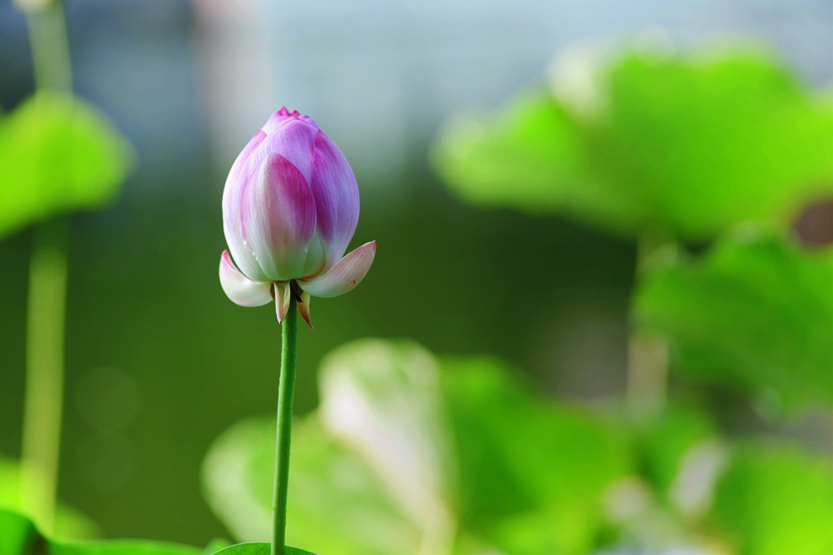 炎炎夏日下的荷花