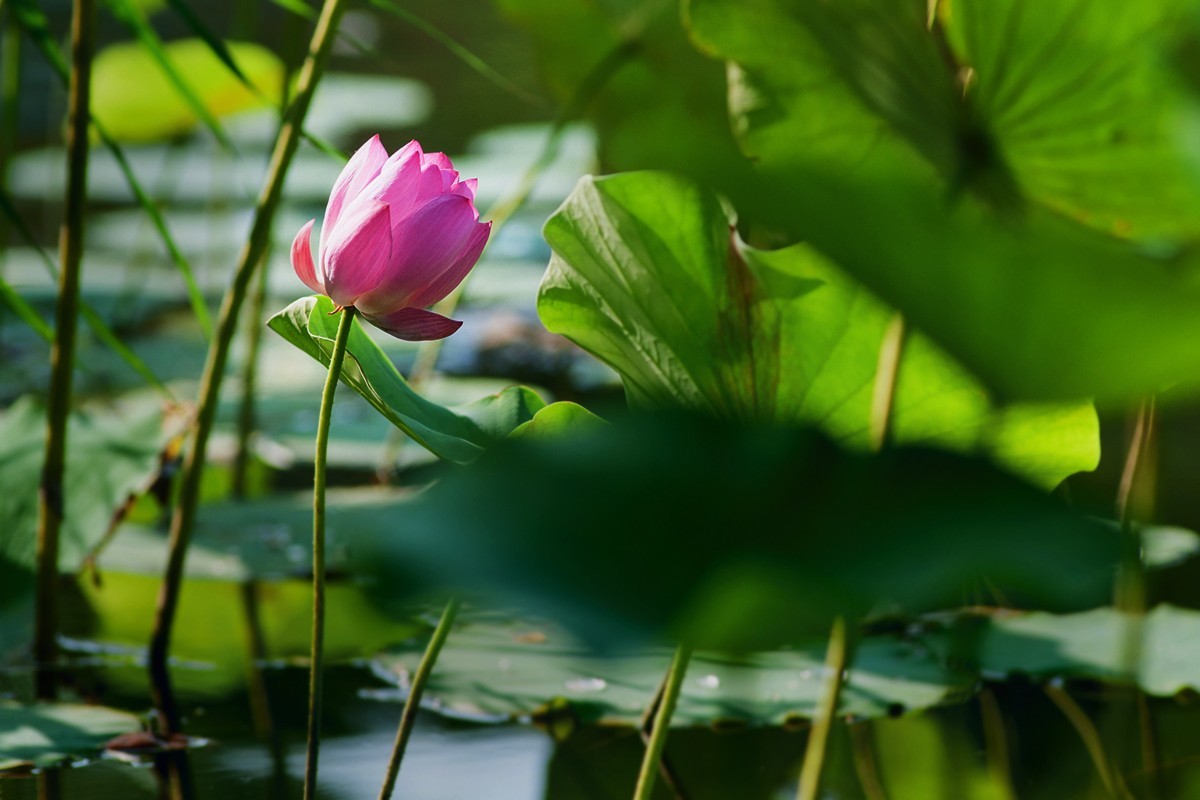 炎炎夏日下的荷花