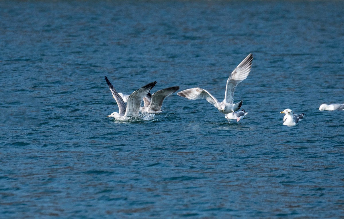 蓝天碧水 海鸥欢闹（十二）