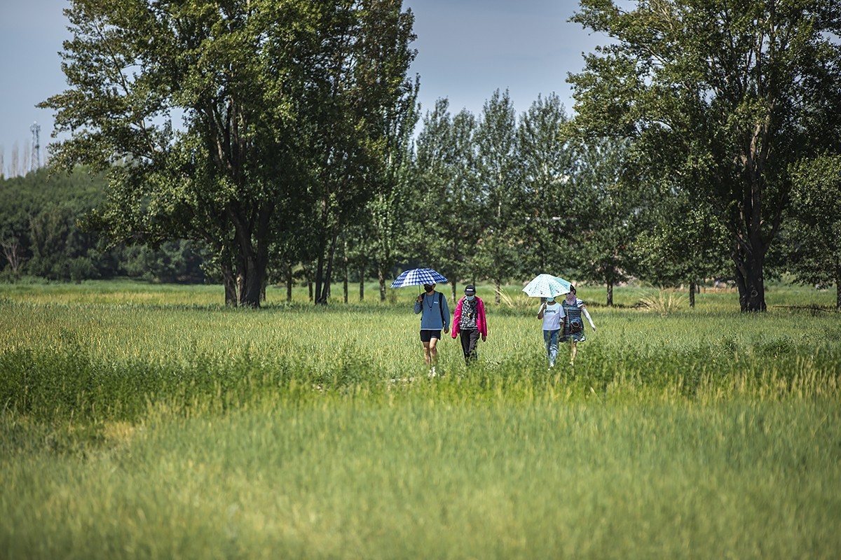 苍茫翠色流天际，闲庭信步结伴行。