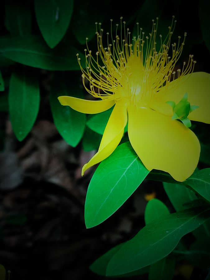 花卉系列【3834】