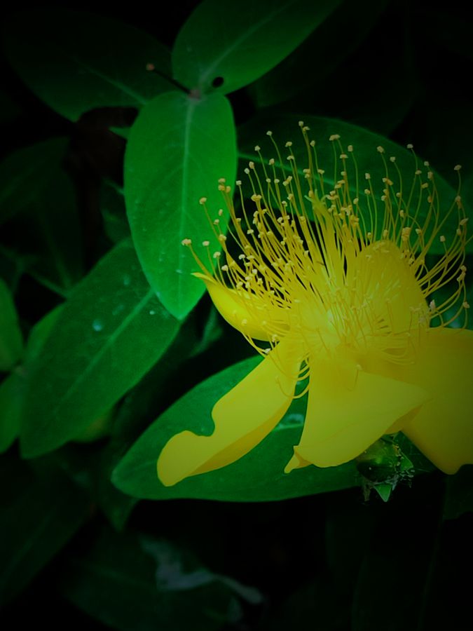 花卉系列【3836】