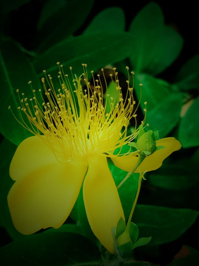 花卉系列【3836】