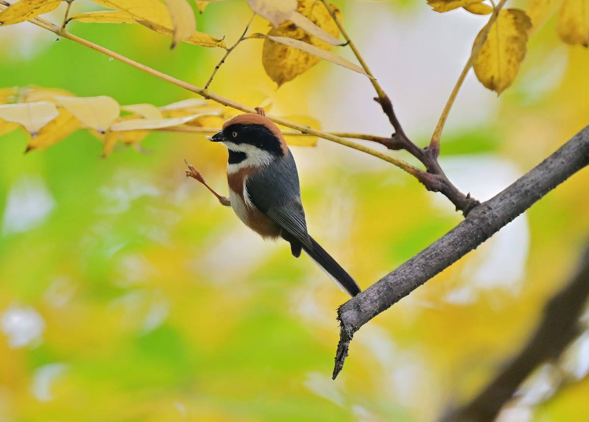 发一组红头山雀