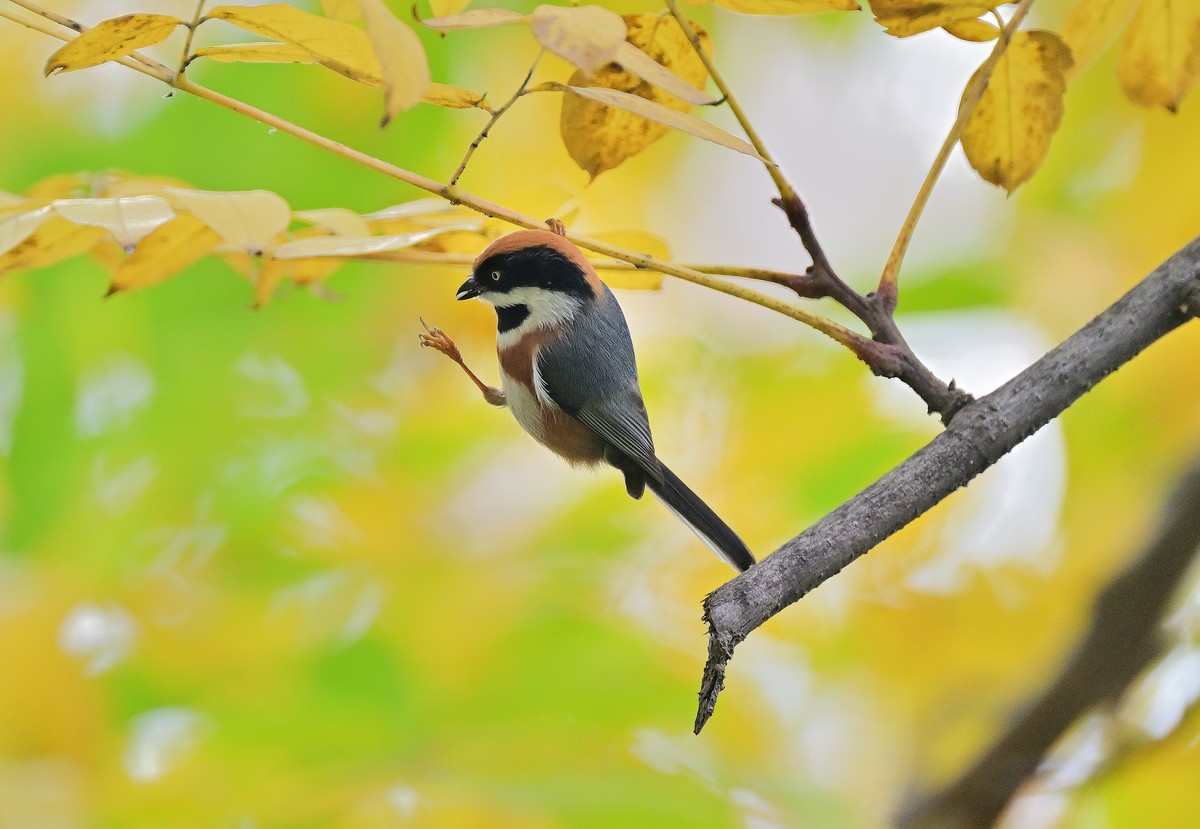 发一组红头山雀