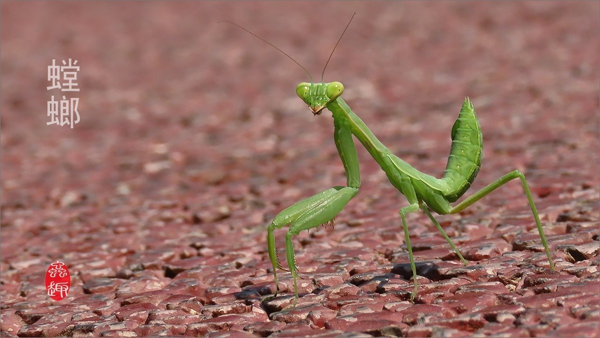 昆虫趣拍----小螳螂
