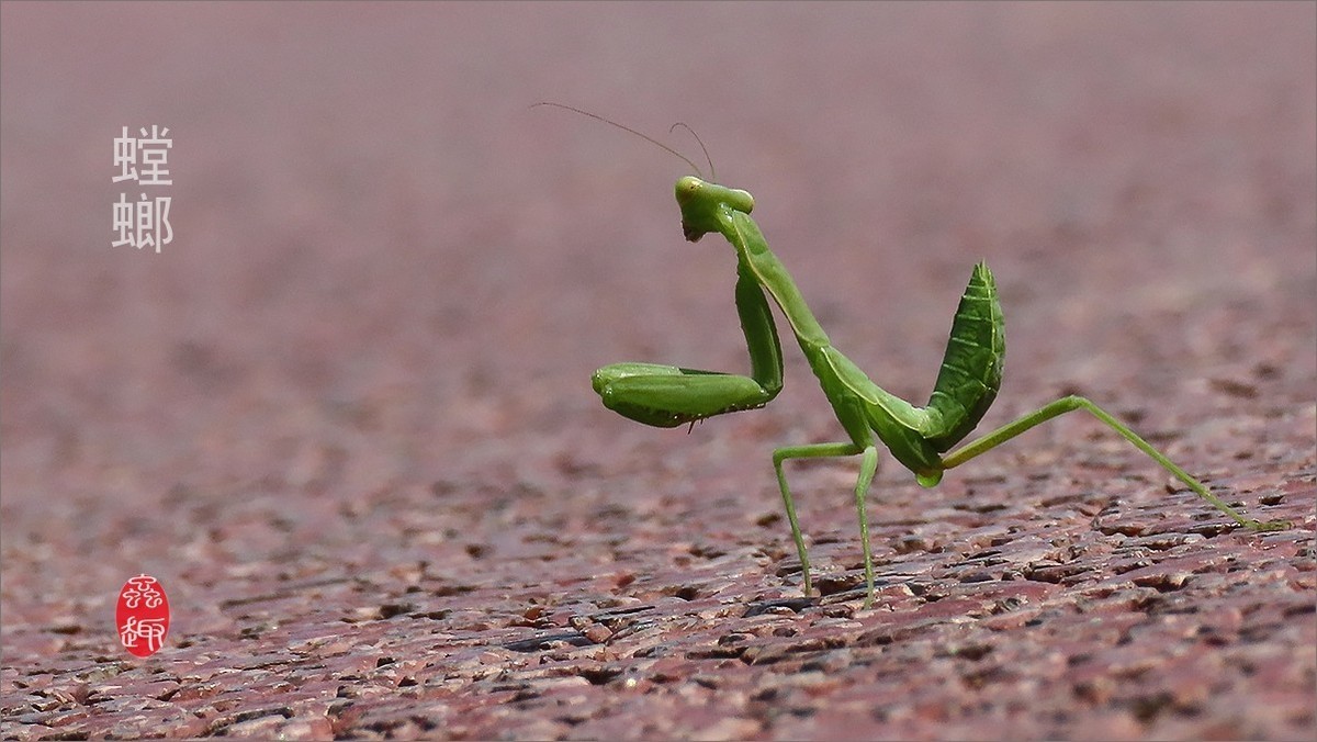 昆虫趣拍----小螳螂