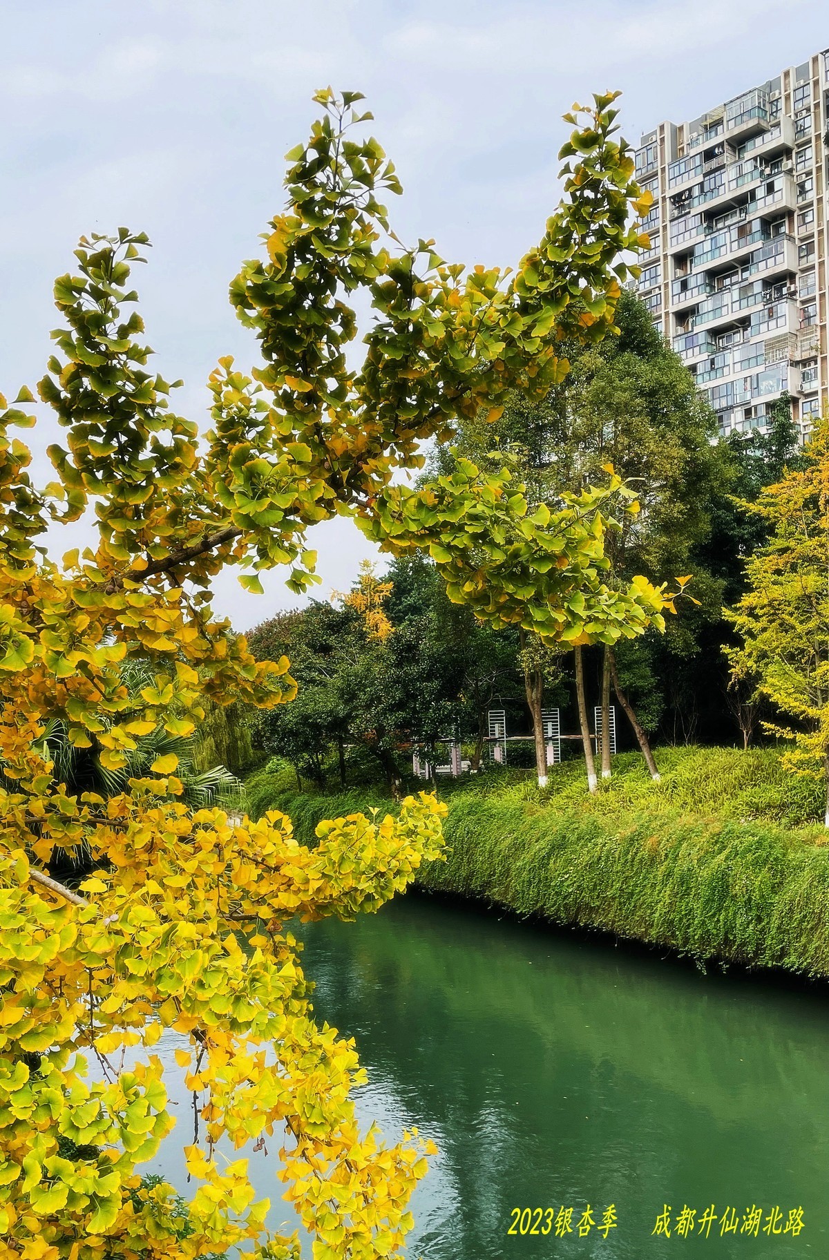 2023成都银杏季