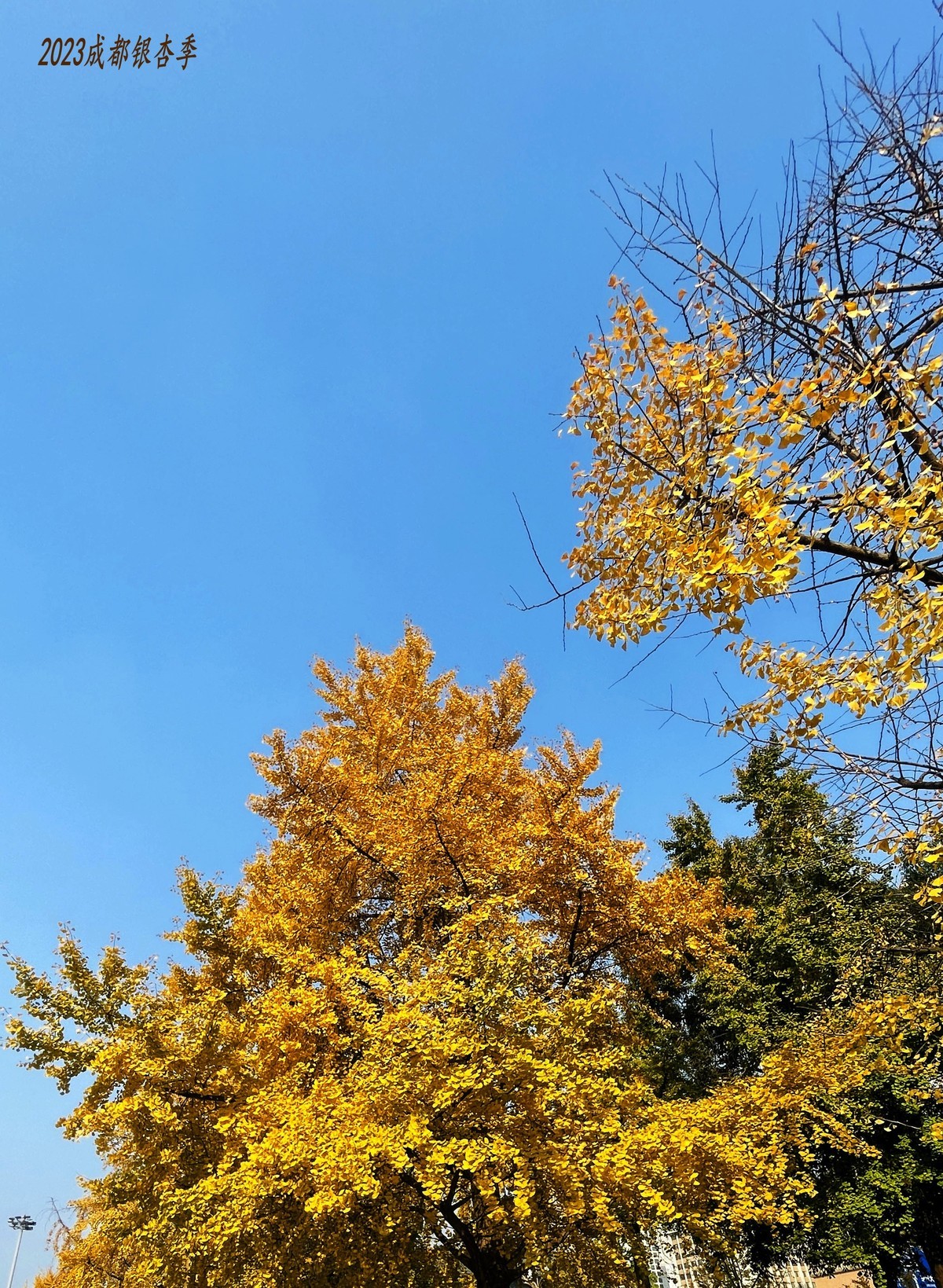 2023成都银杏季