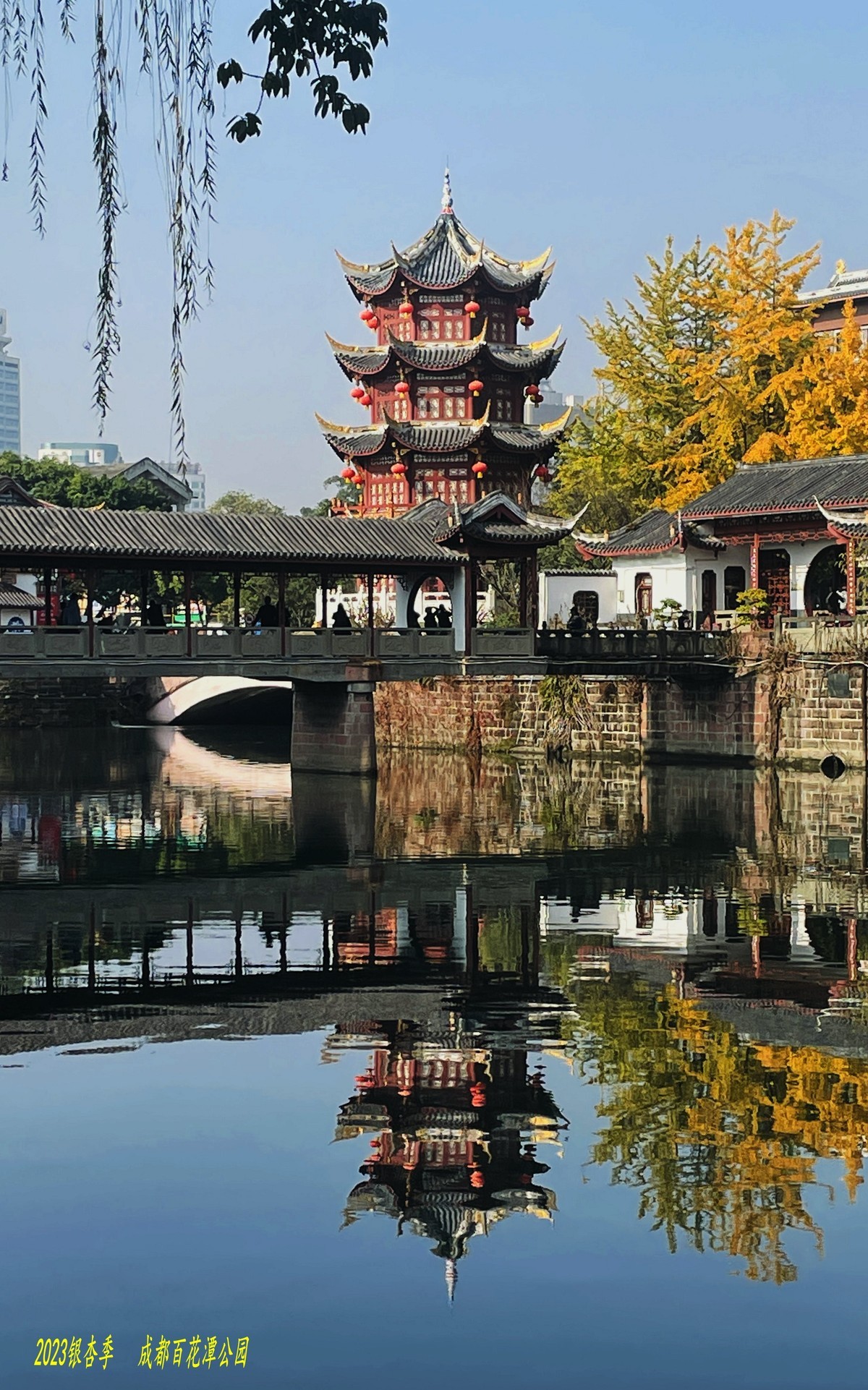 2023成都银杏季
