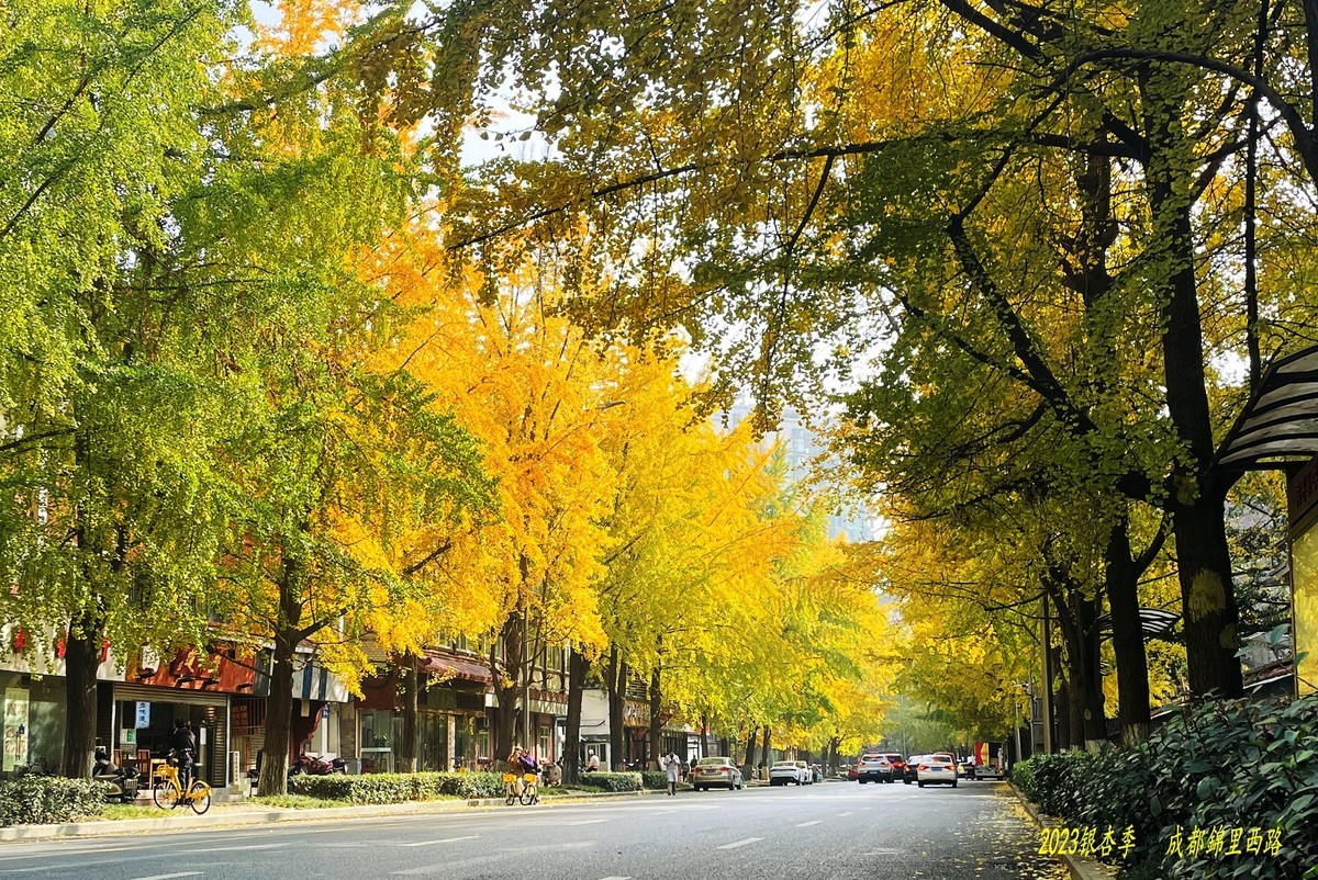 2023成都银杏季