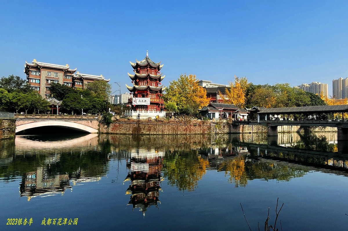2023成都银杏季