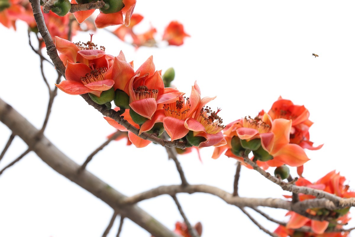 木棉花（东秀亨滘2024）