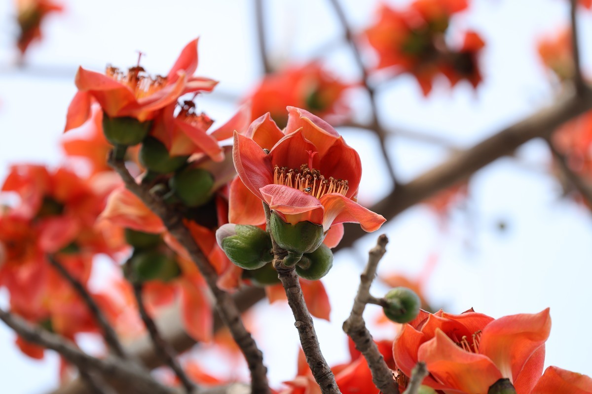 木棉花（东秀亨滘2024）